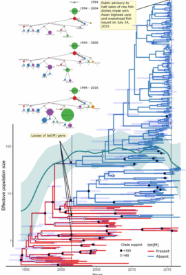 Phylodynamics